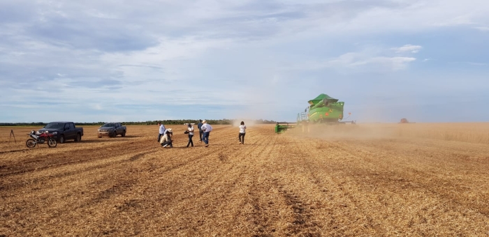 Colheita primeiro talhão Grupo Morena - 14/01/19