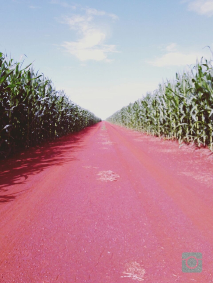 Imagem do dia - Lavoura de milho em Sidrolândia (MS). Enviado por Eder Izaias Romeiro