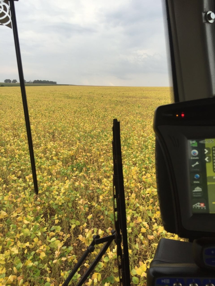Imagem do dia - Lavoura de soja safrinha em Santa Rita (PY), do produtor Valdomiro da Veiga.