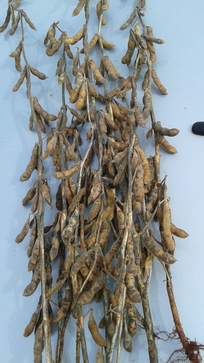 Imagem do dia - Chuvas prejudicam lavouras de soja em Nova Aurora (PR). Enviado pelo Técnico Agrícola David Clemente