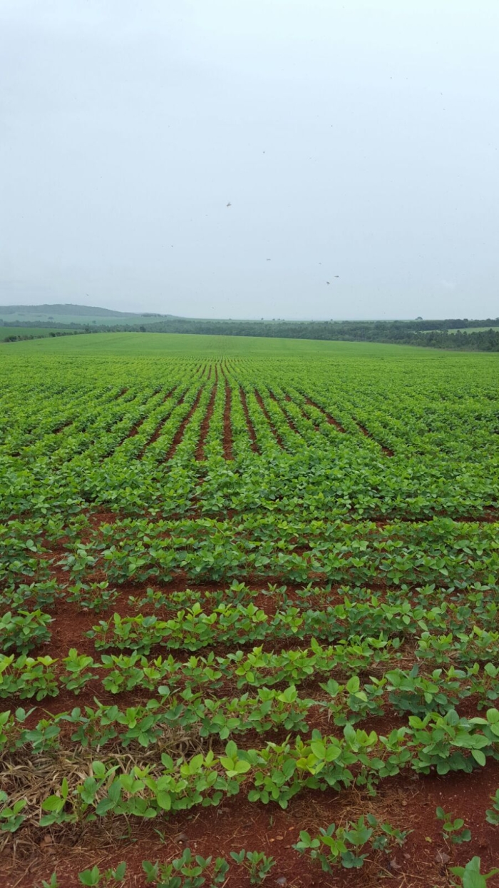 Imagem do dia - Lavoura de soja em Paracatu (MG), na Fazenda Sapata