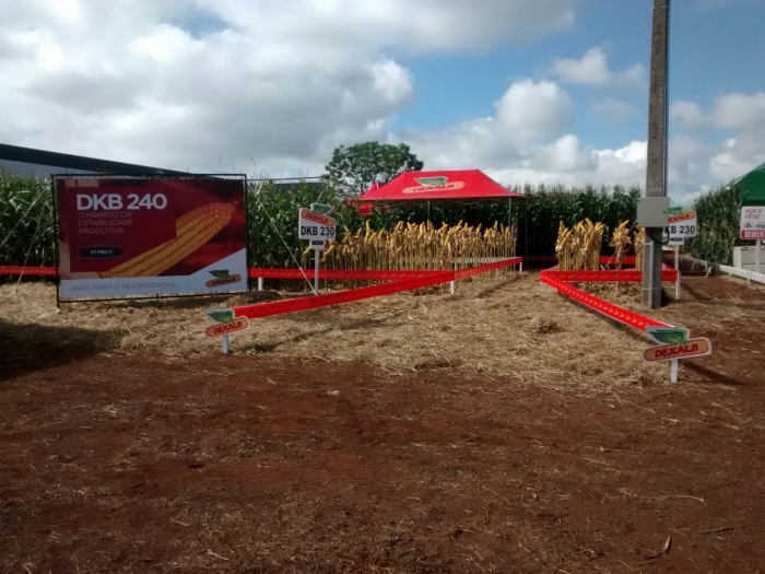 Imagem do dia - Dia de Campo em Cruz Alta (RS). Imagen do Técnico Agrícola João Mateus Vargas de Oliveira