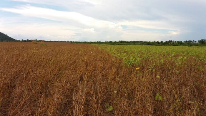 Imagem do dia - Lavoura de soja em Redenção (PA), do produtor Ângelo Capeleto. Enviado pelo consultor Danilo Maia