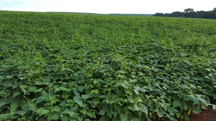Imagem do dia - Lavoura de feijão em Catanduvas (PR), do produtor Osmar Kern Anders