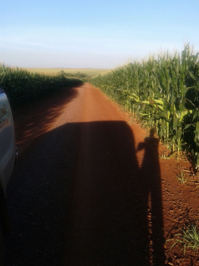Imagem do dia - Lavoura de milho safrinha em Assis Chateaubriand (PR), do produtor Antônio Cosmo Polvani
