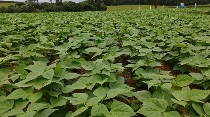 Imagem do dia - Lavoura de soja em Mafra (SC), do produtor Rodrigo Moreira Paes. Enviado pelo Técnico Agrícola Clodovise Ramina Stefanski