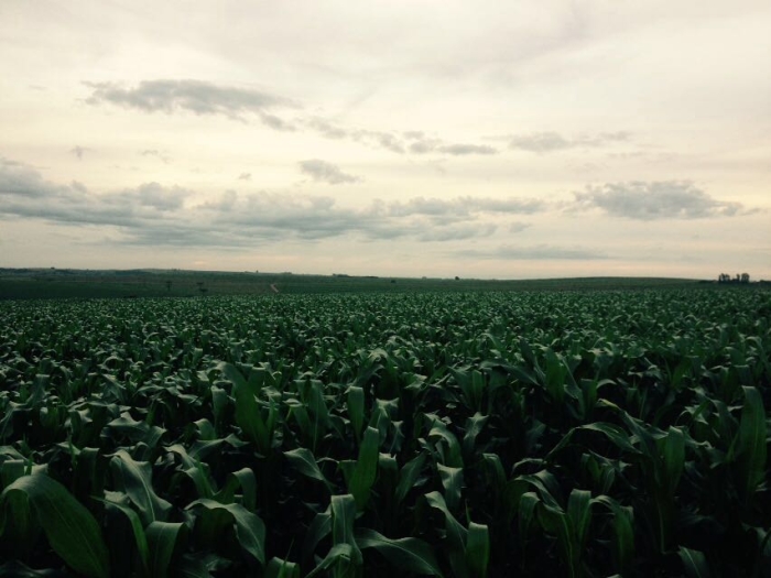 Imagem do dia - Lavoura de milho em Campina da Lagoa (PR). Enviado por Gilvani Zandonatto