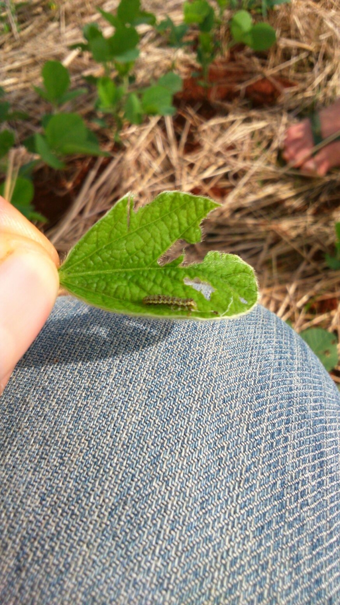Imagem do dia - Lagarta helicoverpa na lavoura de soja em Coxilha (RS). Enviado pelo Engenheiro Agrônomo Eliezer Favretto