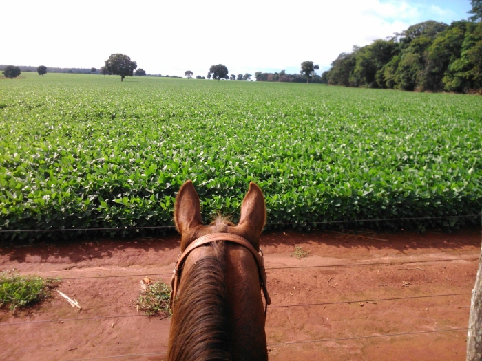 Imagem do dia - Lavoura de soja em Palmeiras de Goiás (GO), do produtor Murillo Pereira de Oliveira