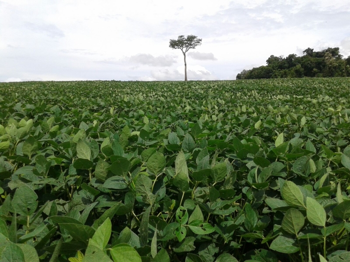 Imagem do dia - Lavoura de soja em Corbélia (PR), do produtor Victor Neuhaus Schermack