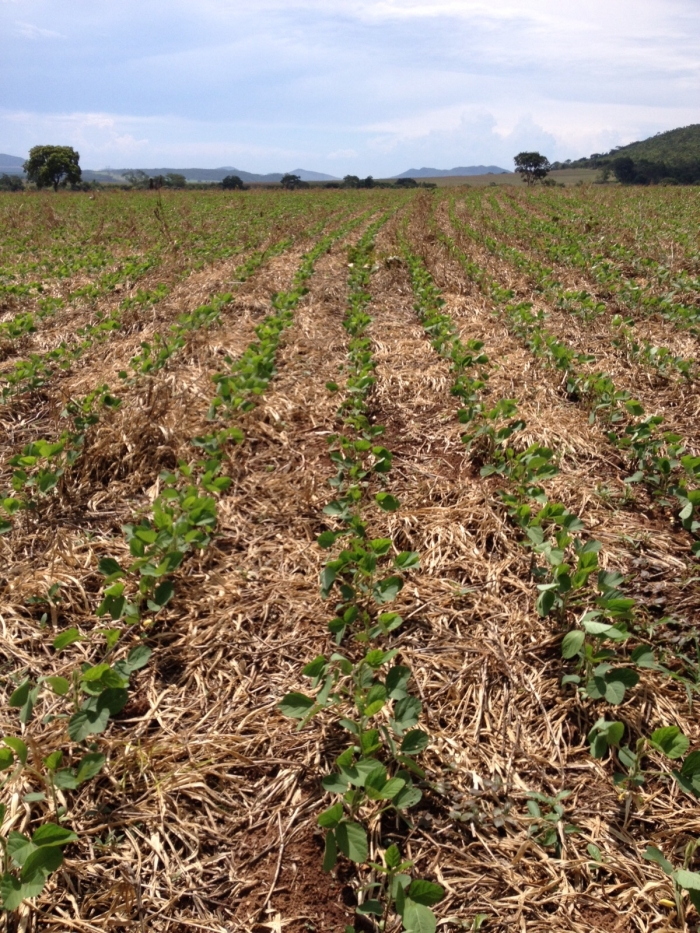 Imagem do dia - Lavoura de soja em Vila Propício (GO), do produtor Erasmo Gonçalves Rosa