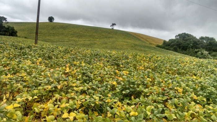Imagem do dia - Lavoura de soja em Flor da Serra do Sul (PR). Enviado por Thiago Wilpert Correa