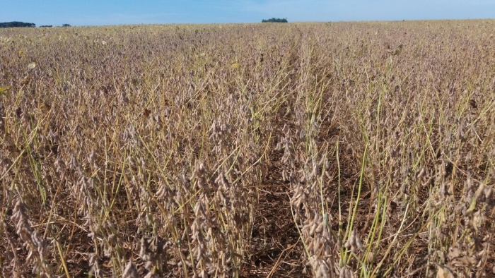 Imagem do dia - Lavoura de soja em Espumoso (RS), do produtor Diomar Muratt Jr.