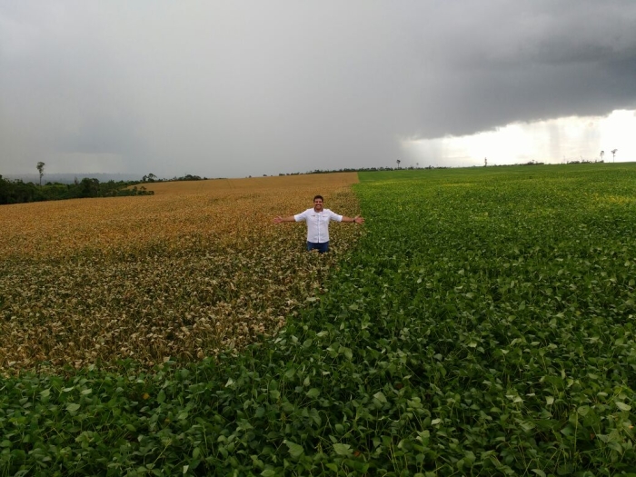 Imagem do dia - Lavoura de soja em Dom Eliseu (PA). Enviado pelo Engenheiro Agrônomo Bruno Alves