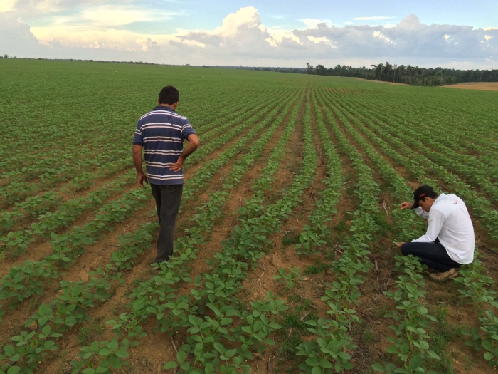 Imagem do dia - Fazenda Bugrinha em Paragominas (PA), do produtor Geremias Dias. Enviado pelo Engenheiro Agrônomo Paulo Henrique Rocha Barros