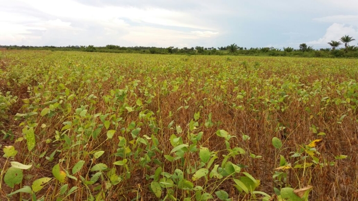 Imagem do dia - Lavoura de soja em Redenção (PA), do produtor Ângelo Capeleto. Enviado pelo consultor Danilo Maia