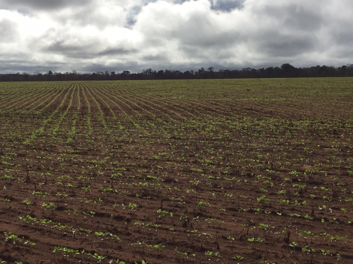 Imagem do dia - Replantio de soja na Fazenda Esperança em Santiago do Norte (MT). Enviado por Guilherme Gozzi