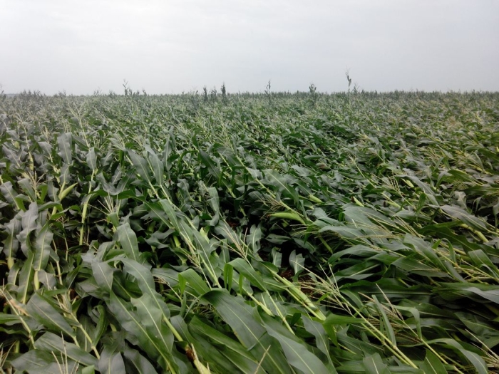 Imagem do dia - Lavoura de milho em Assis Chateaubriand (PR), do produtor Waldir Basseto. Estragos causados pela ventania do último final de semana.