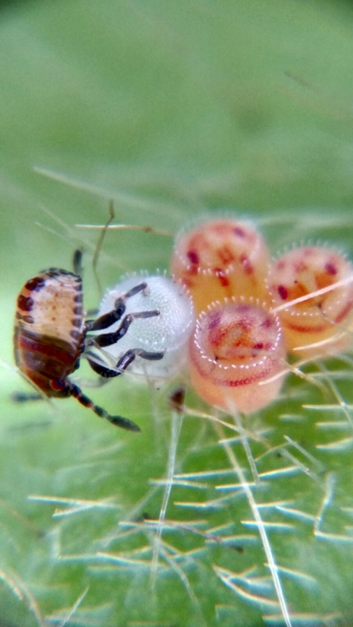Imagem do dia - Percevejos recém nascidos na lavoura de soja em Santa Rita (PY), dos Irmãos Stuepp