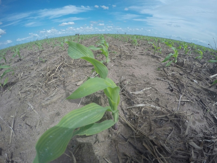 Imagem do dia - Lavoura de milho em Uruçuí (PI), do produtor  Lucas Laba Silva