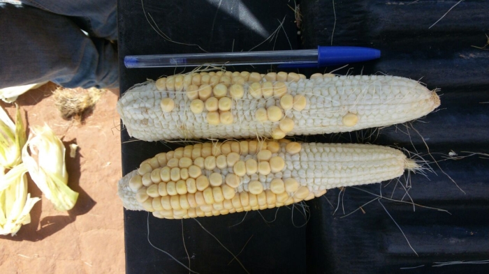 Imagem do dia - Milho em Formosa do Rio Preto (BA), do produtor João Luiz Ryzik