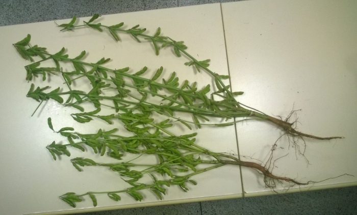 Imagem do dia - Soja em Jataí (GO). Enviado pelo Engenheiro Agrônomo Hildo Antônio