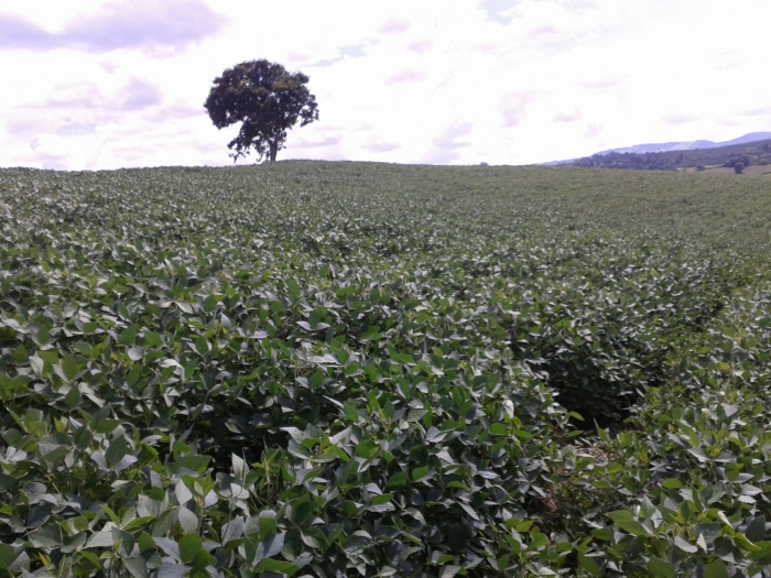 Imagem do dia - Lavoura de soja em Botelhos (MG), do produtor Josmar José Vitor. Enviado por Rafael Petreca Vitor