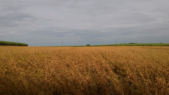 Imagem do dia - Lavoura de soja em Igarapava (SP), na Fazenda Ferreirinha, do produtor Ecyr Alves Ferreira