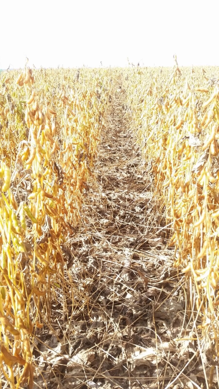 Imagem do dia - Lavoura de soja em Campo Novo do Parecis (MT), do produtor Junior Potrich