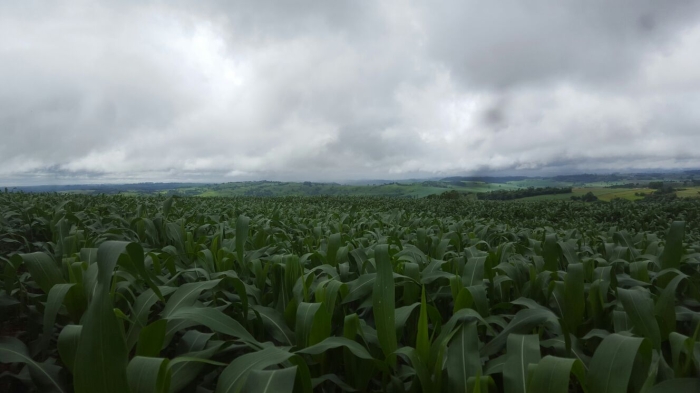 Imagem do dia - Plantio de milho safrinha em Anahy (PR), dos produtores Celso Dias e Denilson Dias. Foto enviada pelo Técnico Agrícola Flávio Fernandes