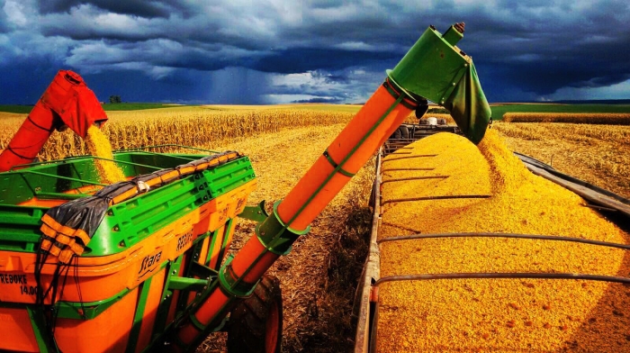 Imagem do dia - Colheita de milho da safra de verão em Pinhão (PR). Imagem de Darlan José Philippsen