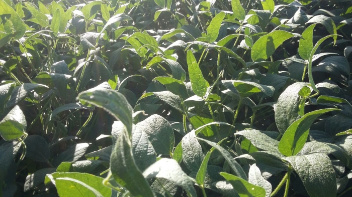 Imagem do dia - Orvalho na lavoura de soja em Santo Antônio do Jardim (SP), do produtor Júlio César Belli