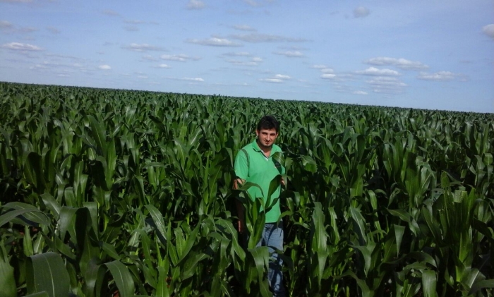 Imagem do dia - Lavoura de milho em Maracaju (MS), na Fazenda Ishikawa, do produtor Fernando Terol
