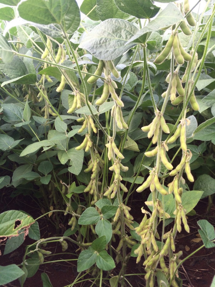 Imagem do dia - Lavoura de soja em Sarandi (RS). Imagens de Imagens Tiago Colombo