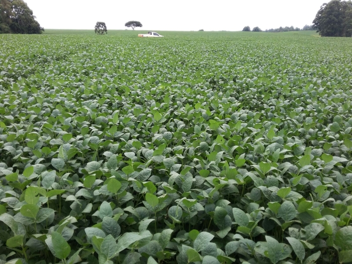 Imagem do dia - Lavoura de soja em Passo Fundo (RS), na Fazenda Cecconello e Remor. Imagem do Engenheiro Agrônomo Luciano Remor