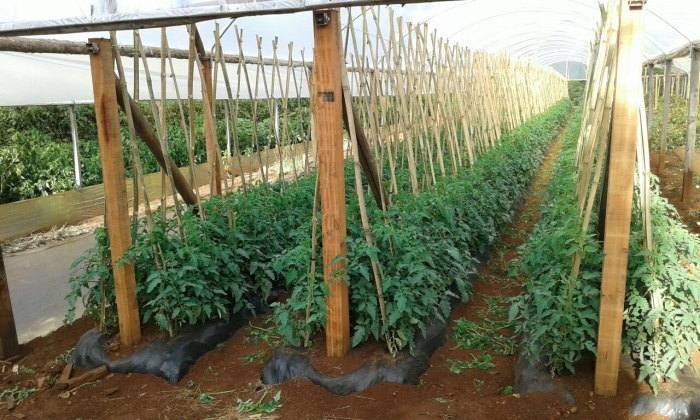 Imagem do dia - Lavoura de tomate em Áurea (RS), do produtor Vagner Przewara