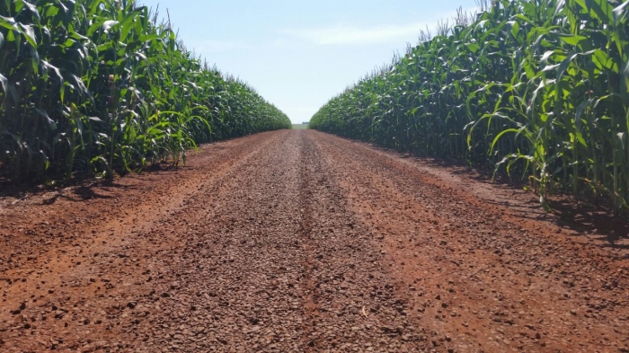Imagem do dia  - Lavoura de milho em Palotina (PR). Enviado pelo Engenheiro Agrônomo Rodrigo Spessotto
