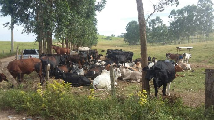 Imagem do dia - Rebanho de vacas em São João da Boa Vista (SP), deo produtor Roberto Gregório