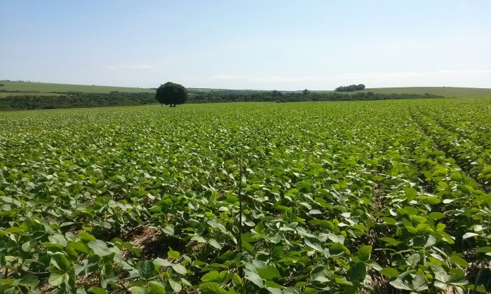 Imagem do dia - Lavoura de soja em Assis Chateaubriand (PR), da produtora Franciele Ferreira