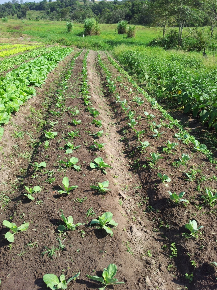 Imagem do dia - Horta do produtor Joel Ribeiro em Conchas (SP)