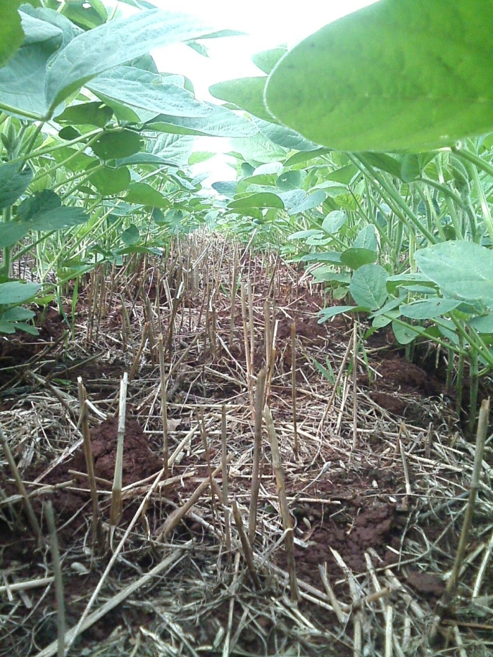 Imagem do dia - Lavoura de soja em Saldanha Marinho (RS). Enviada pelo Técnico Agrícola Daniel Ledur