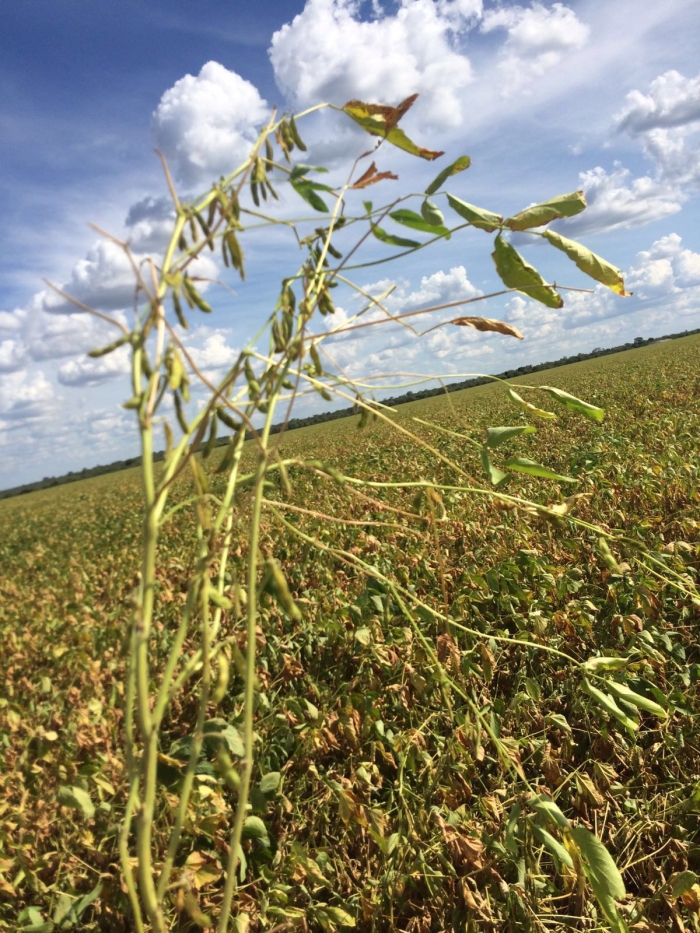 Imagem do dia - Lavoura de soja em Jaborandi (BA), do produtor Gustavo Kudiess