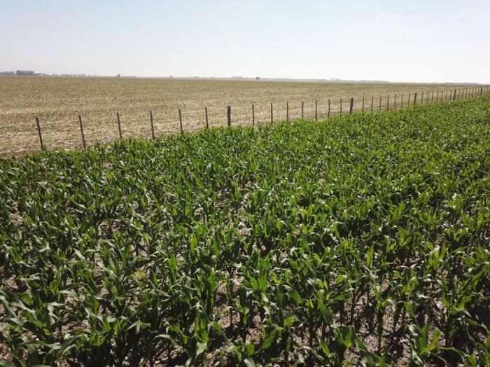 Argentina soja milho