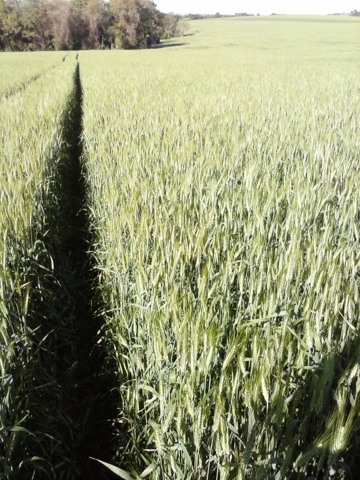 Imagem do dia - Lavoura de trigo em Rio Bonito do Iguaçu (PR), do produtor Edu Birgeier