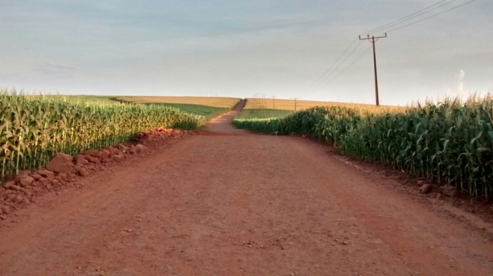 Imagem do dia - Lavoura de milho em Formosa do Oeste (PR). Enviado por Ronaldo José Furlaneto