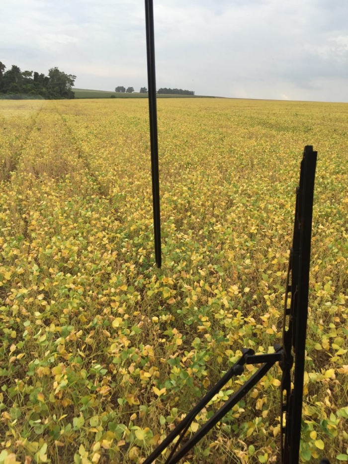 Imagem do dia - Lavoura de soja safrinha em Santa Rita (PY), do produtor Valdomiro da Veiga.