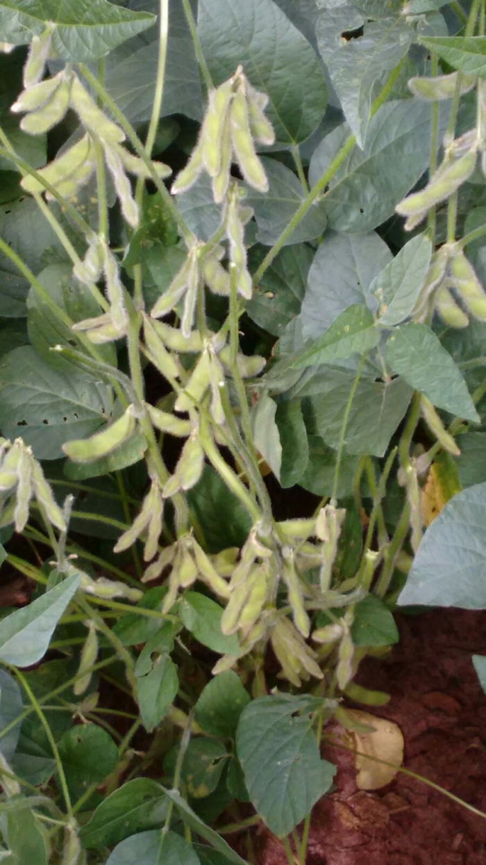 Imagem do dia - Lavoura de soja em Alto Piquiri (PR), do produtor Jânio Rossi