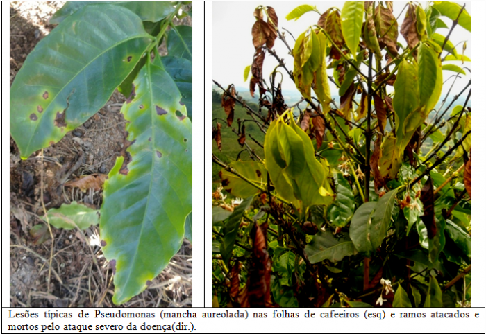 Procafé: Mancha aureolada em cafeeiros ataca mais plantas deficientes 001