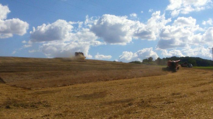 Imagem do dia - Colheita de aveia branca em Vila Langaro (RS), do produtor Elói Favretto. Enviado pelo Engenheiro Agrônomo Eliezer Favretto