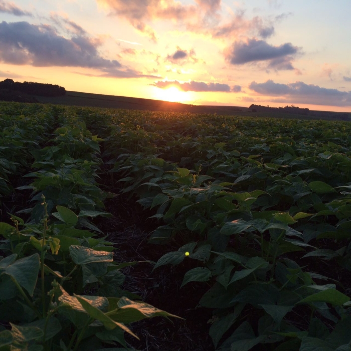 Imagem do dia - Plantio de feijão em Ampére (PR), do produtor Maycon Benedet. Enviado prlo Técnico Agrícola Cristiano Valim